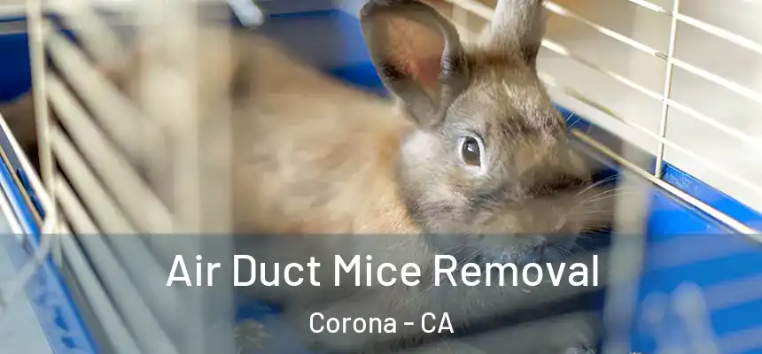  Air Duct Mice Removal Corona - CA
